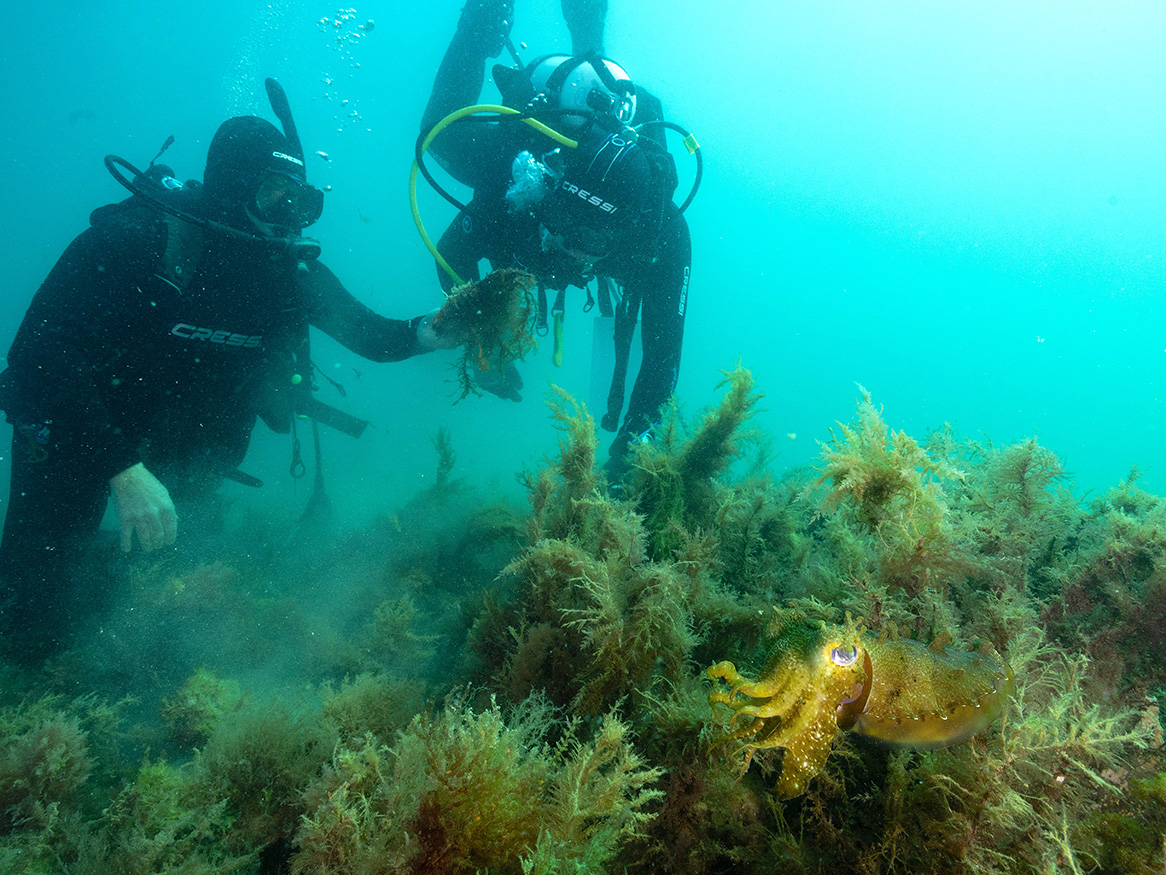 Restoring lost reefs: bringing oysters back from extinction | Research ...