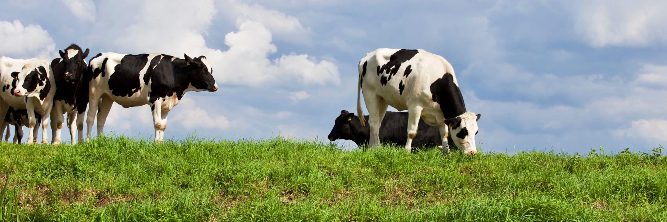 Helping Indonesian dairy farmers