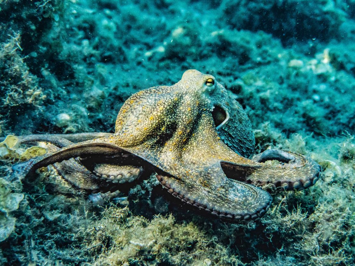 Selective focus photo of Octopus