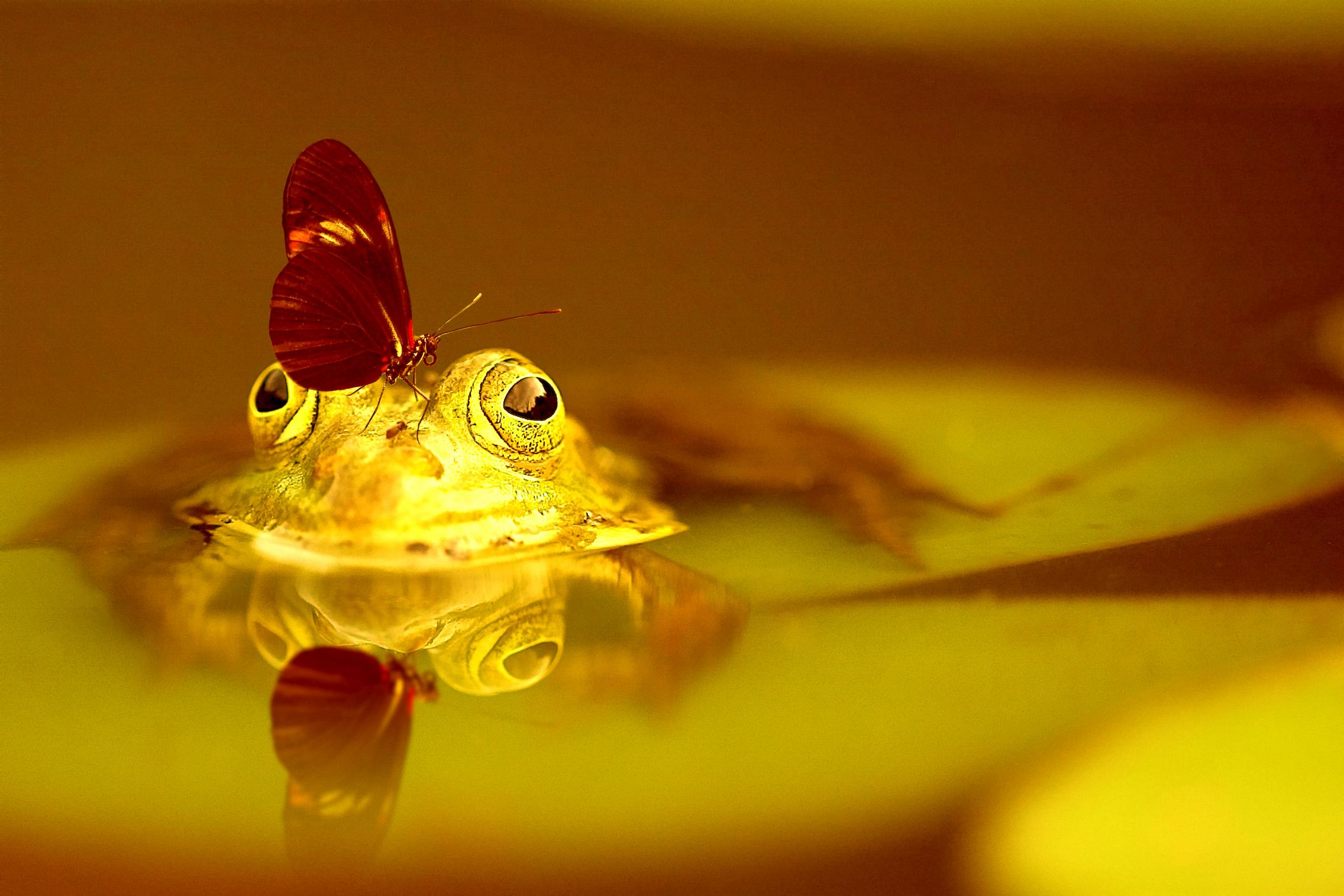 butterfly on a frog - image