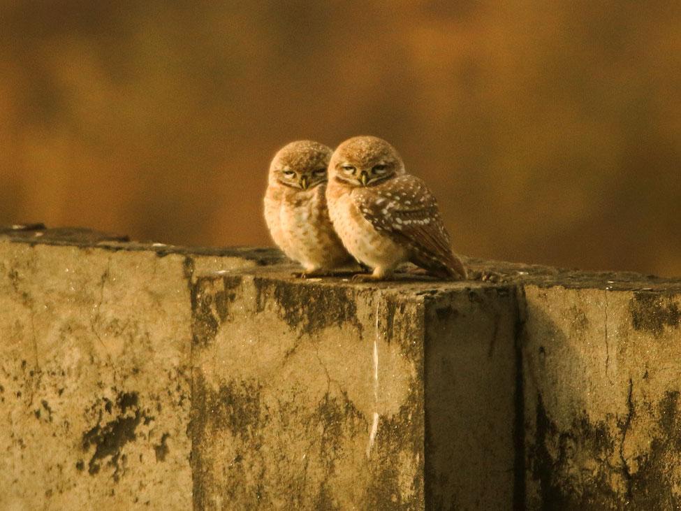 pair of owls - image
