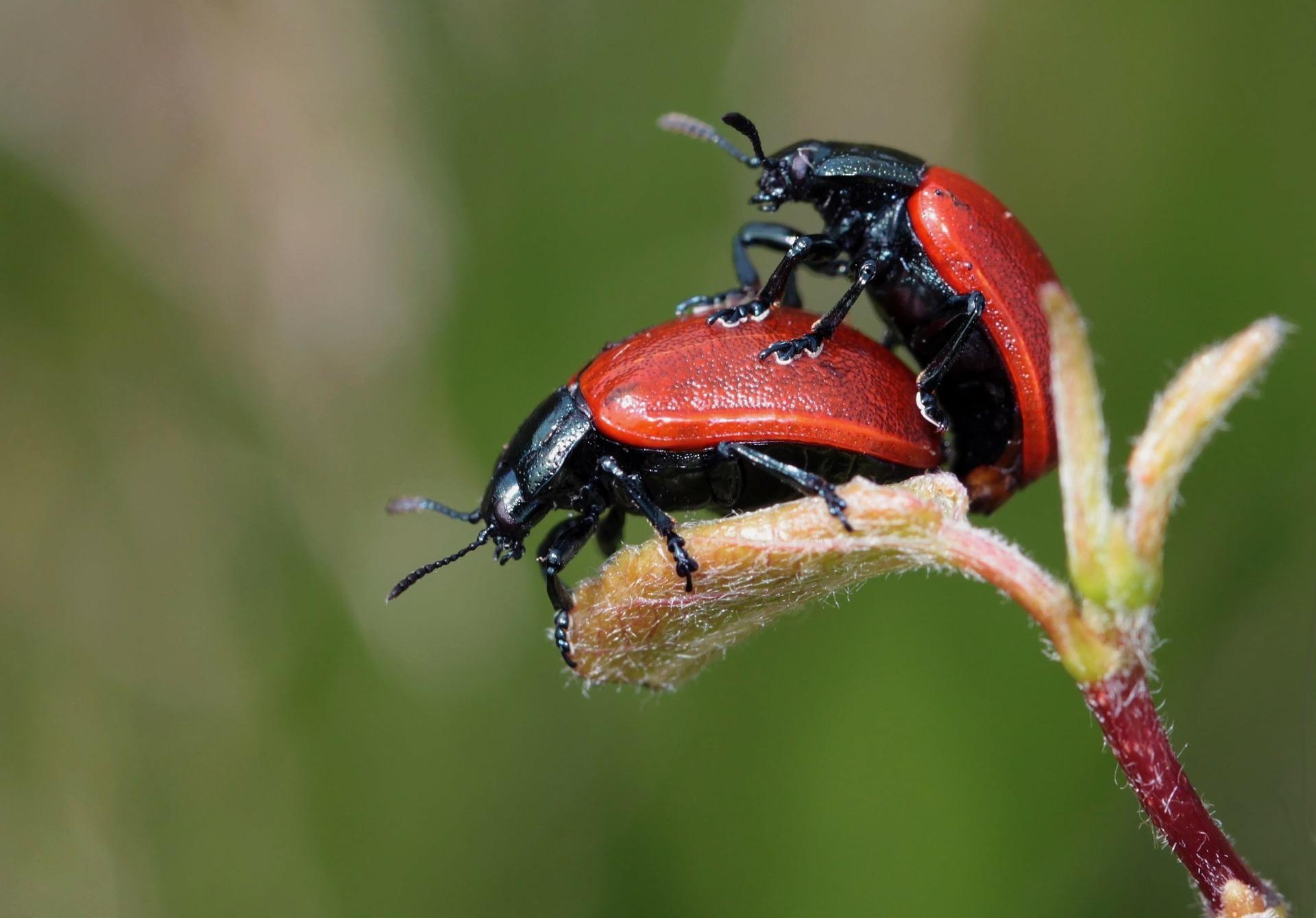 ladybugs mating - image