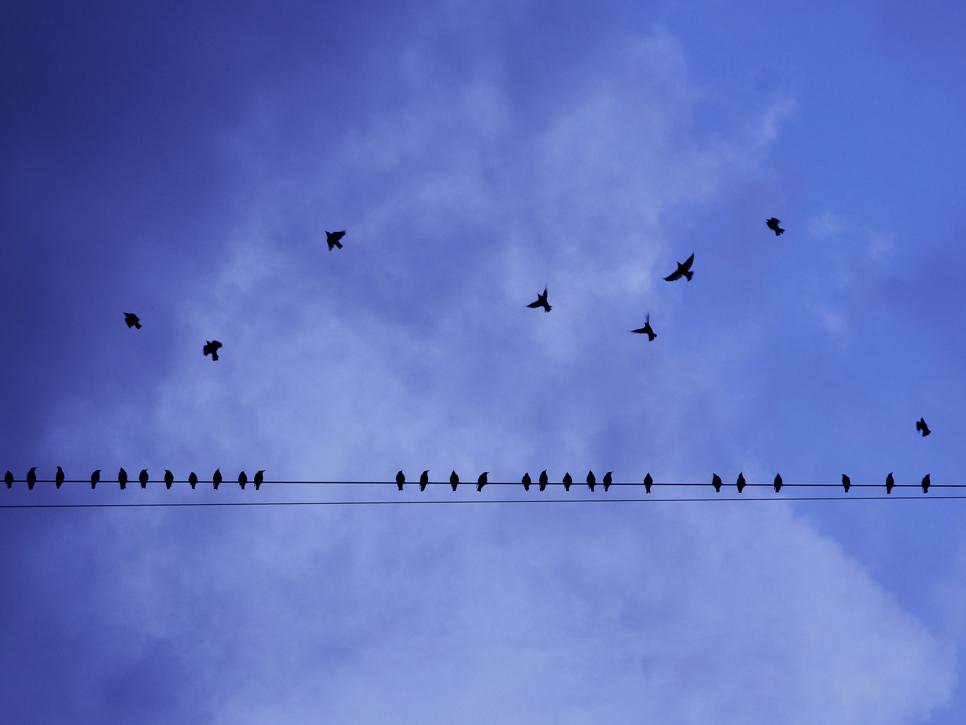 birds on a power line - image