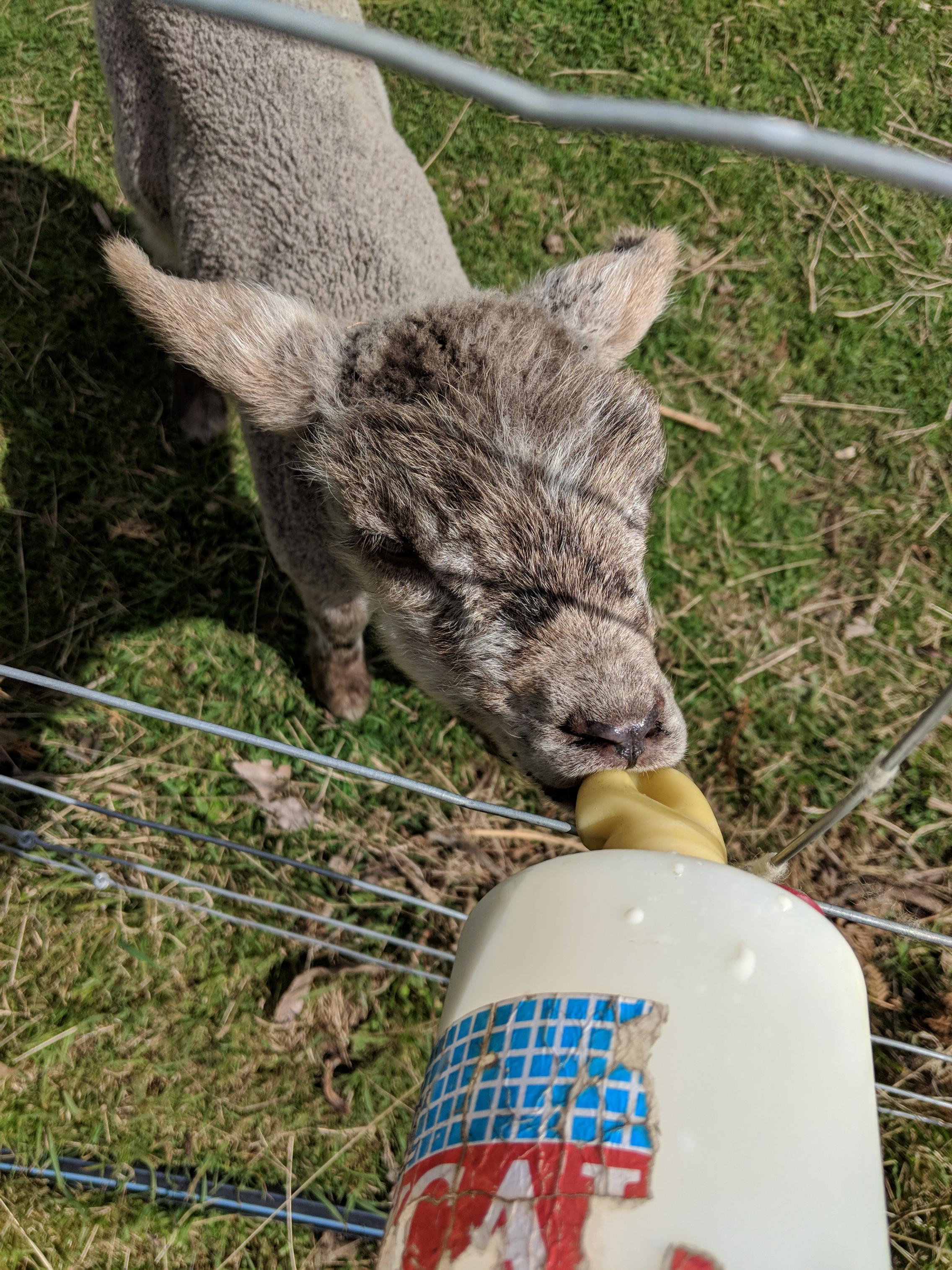 A lamb bottle feeding