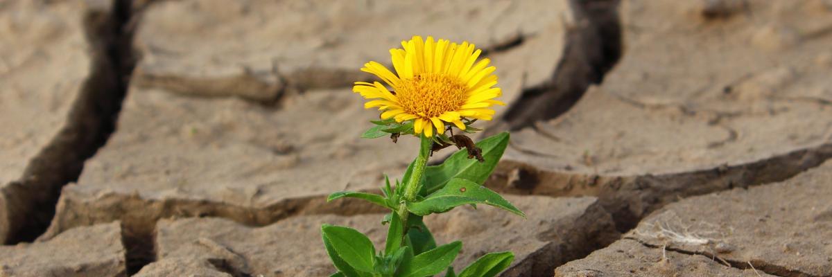 Flower surviving in unlikely circumstances.