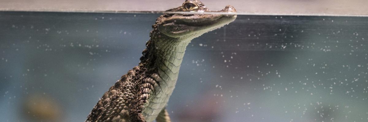 Baby crocodile posing in water.