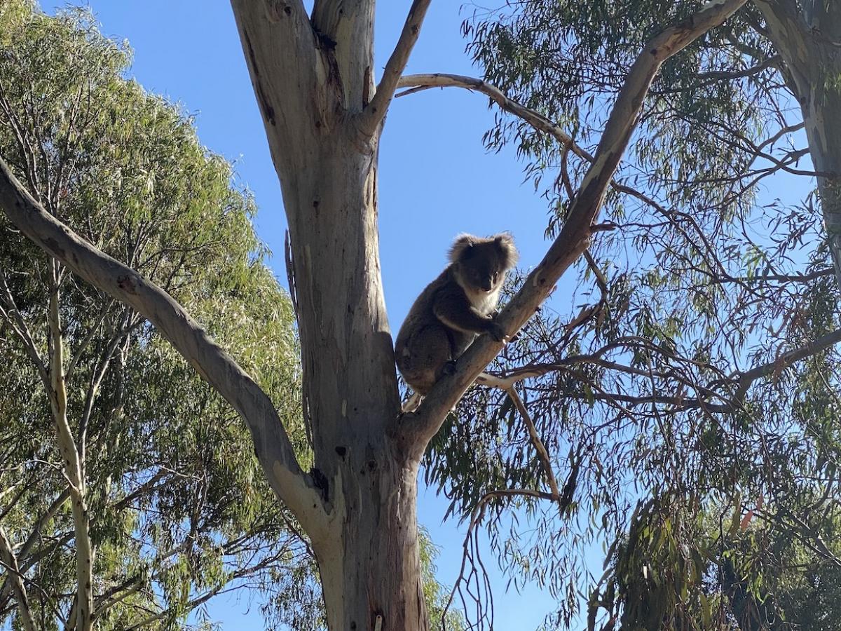 Koala on a gum tree.