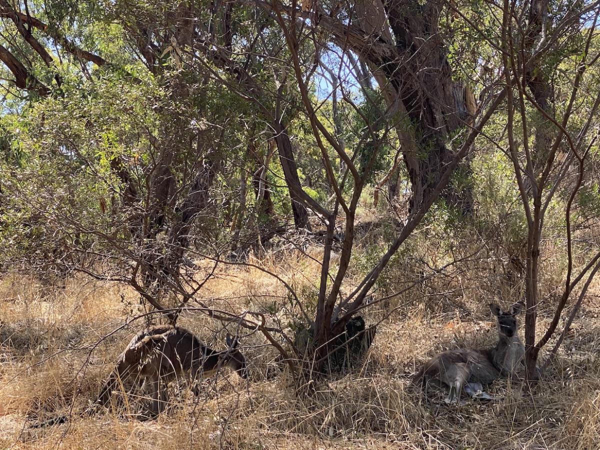 Kangaroos among the trees.