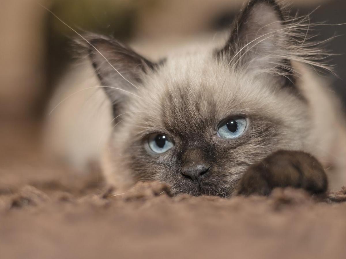 A ragdoll cat lies on a rug.