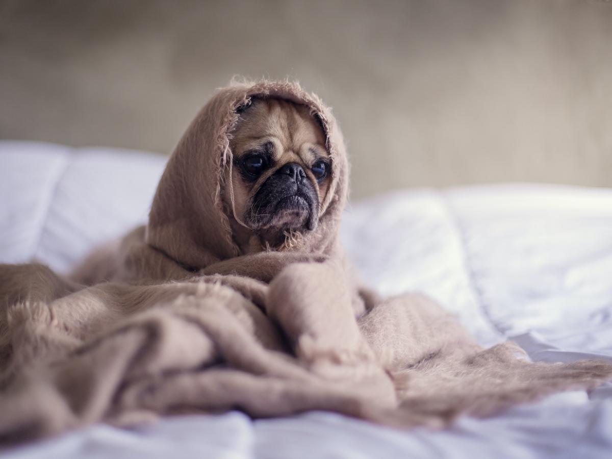 Dog wrapped in blanket.