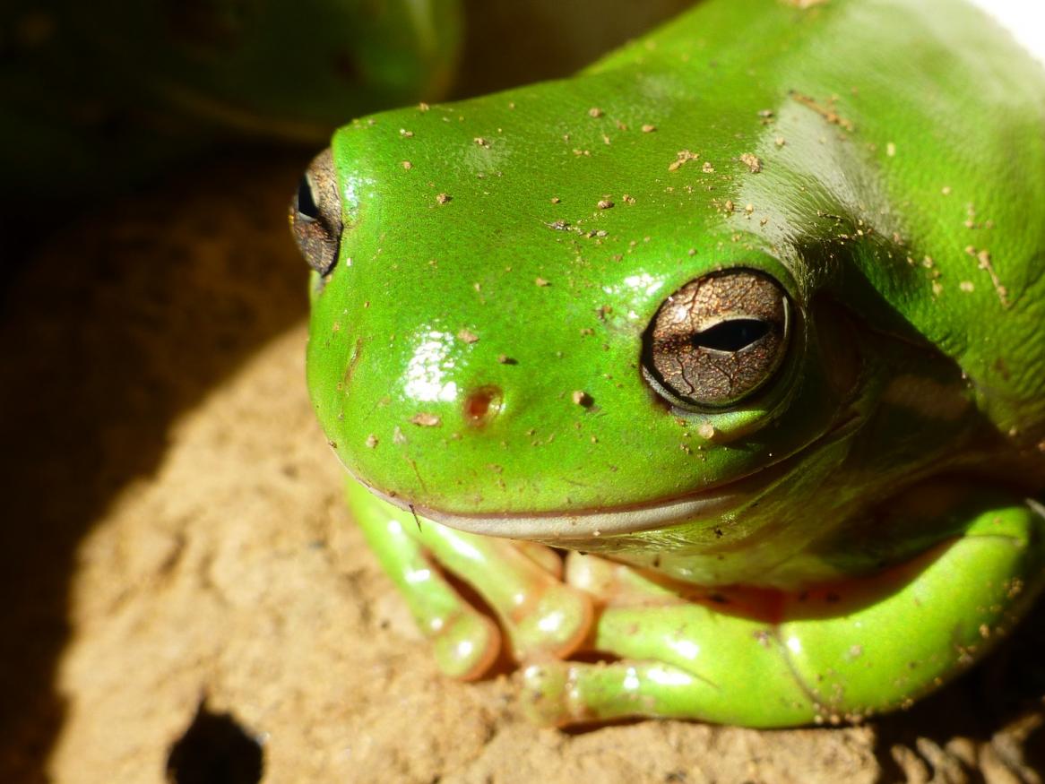 Frog on a rock