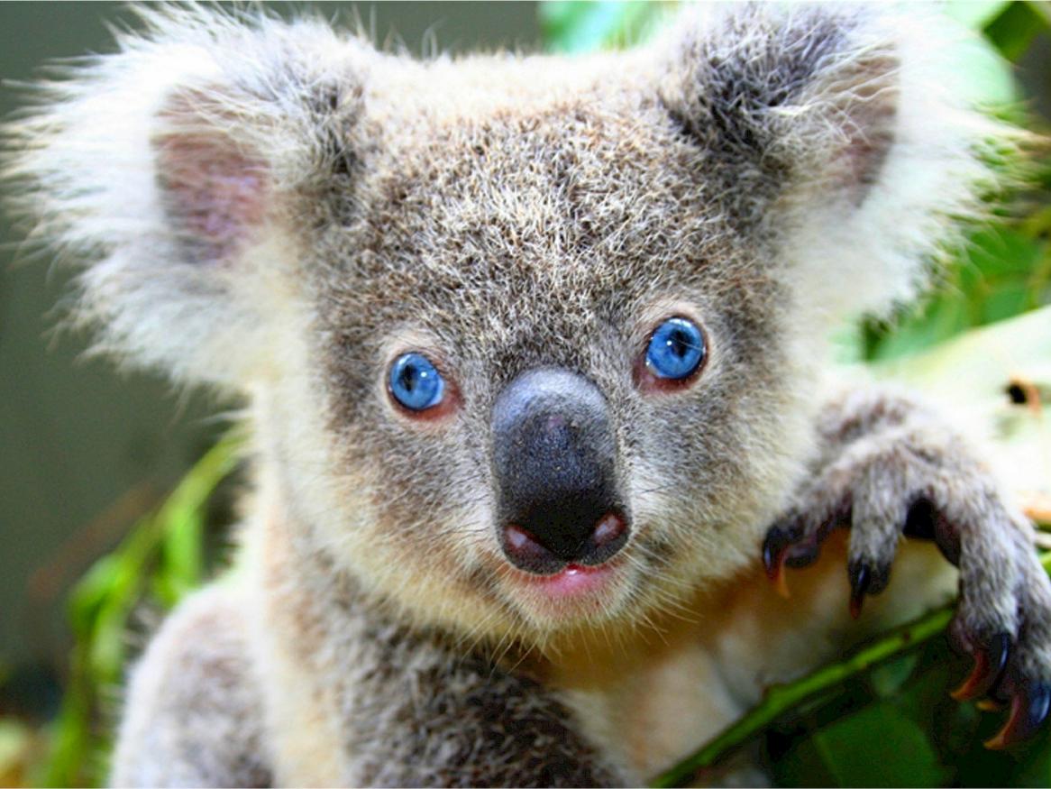 koala image - links to substance use page