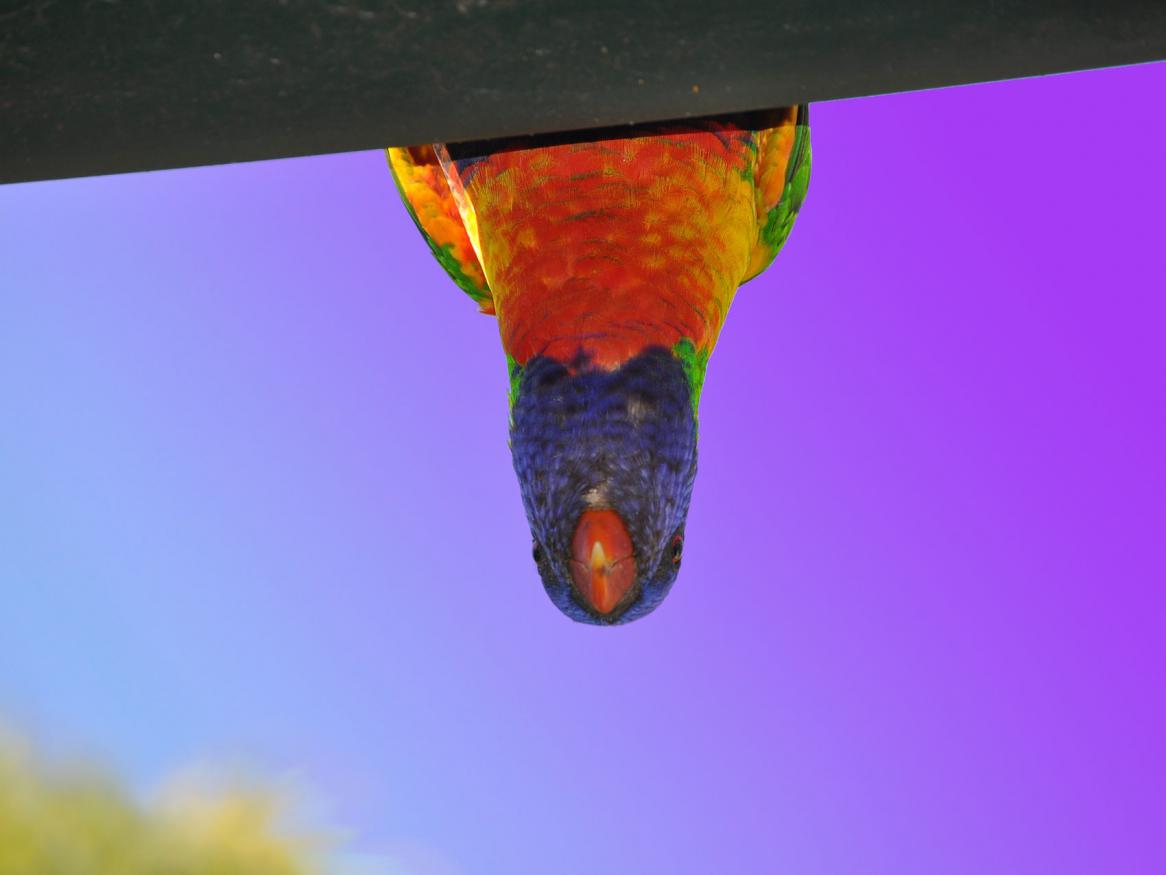 parrot image - links to 'find meaning' page