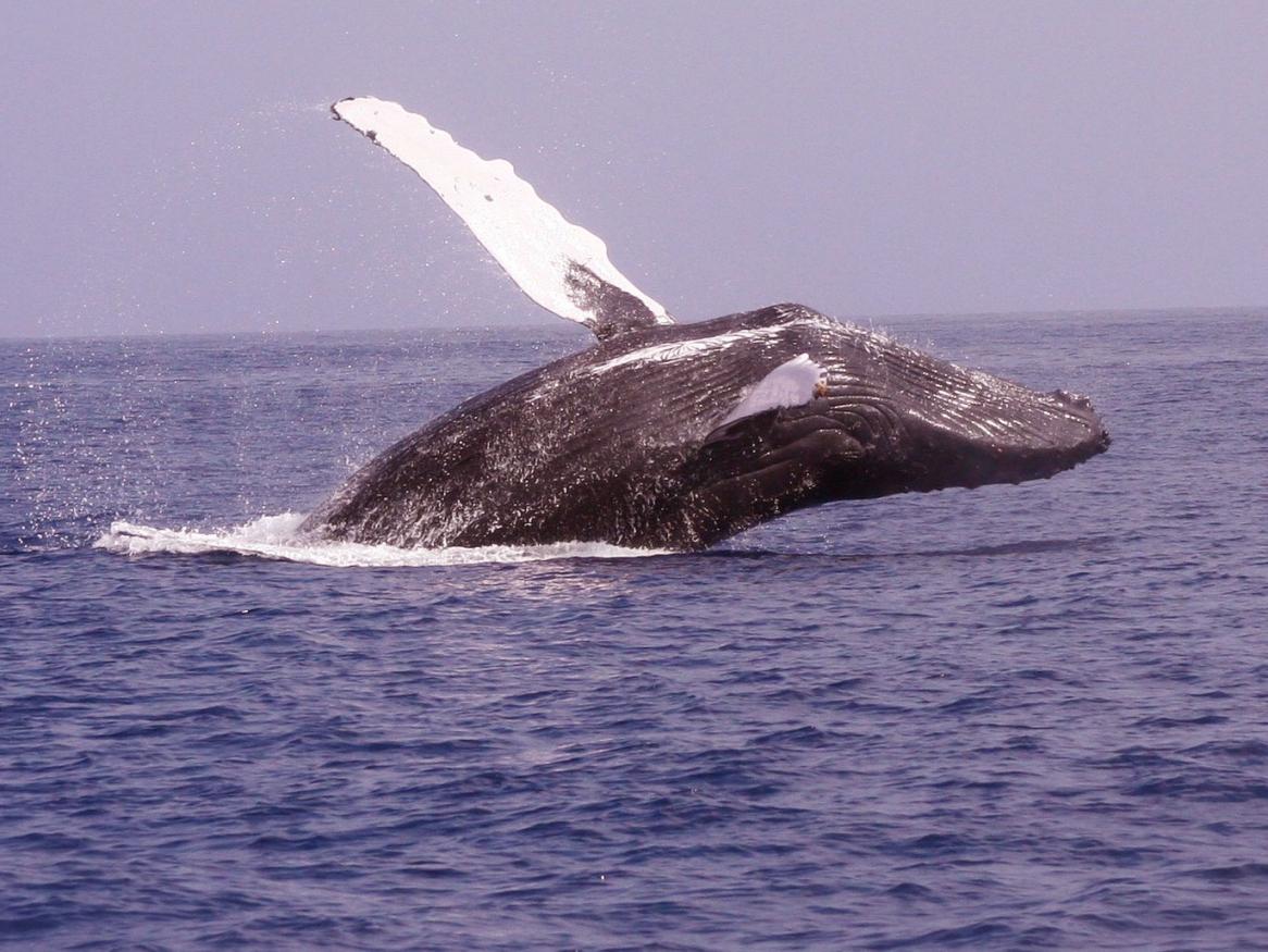 whale breaching graphic - links to 'the breath' page