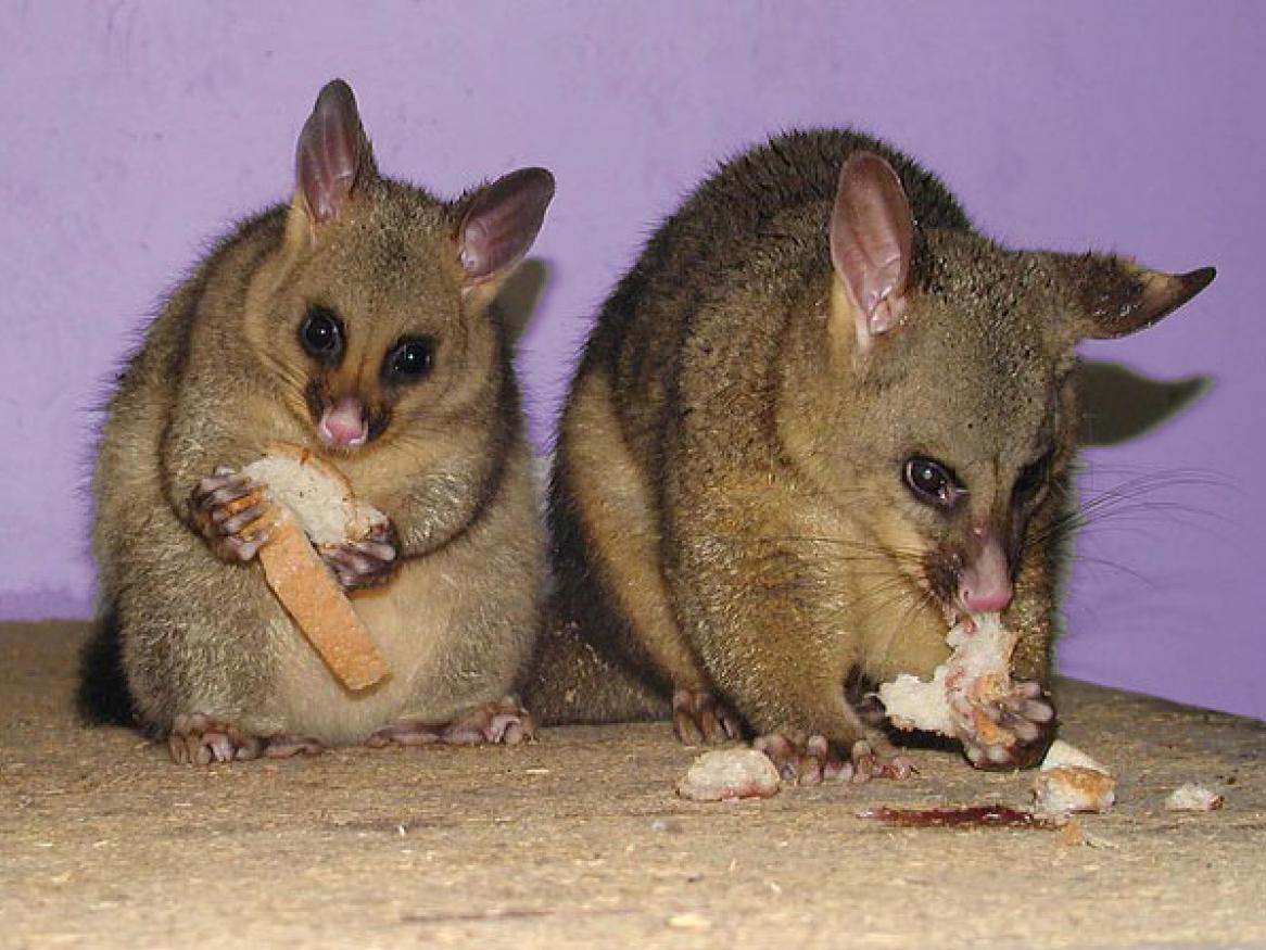 possums eating - image