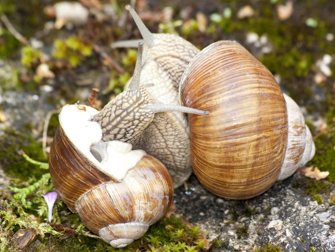 snails - image