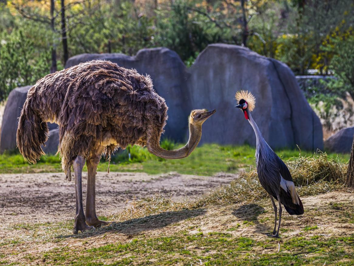Ostrich faces off with obscure bird.
