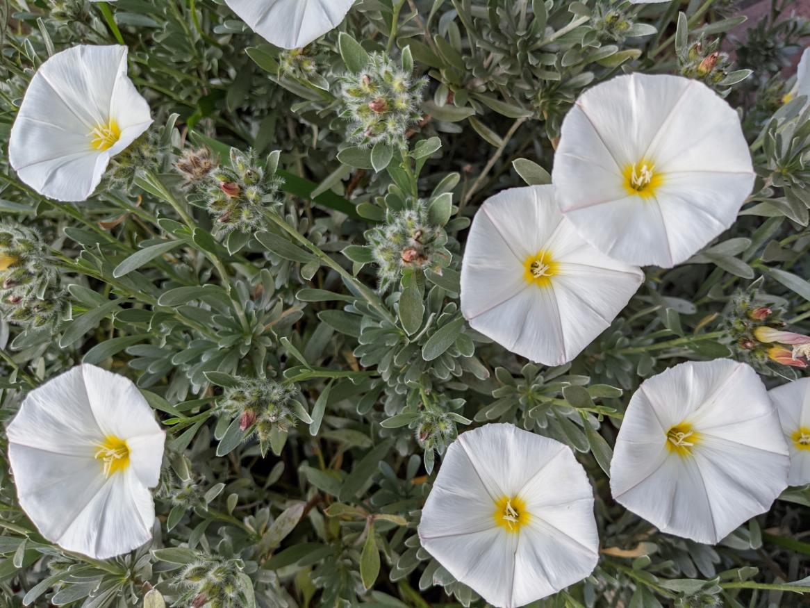 Spring flowers