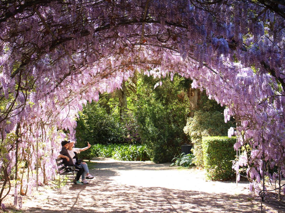 An archway of wisteria flowers 