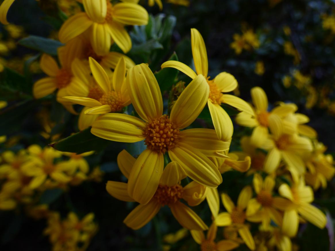 A yellow flower 