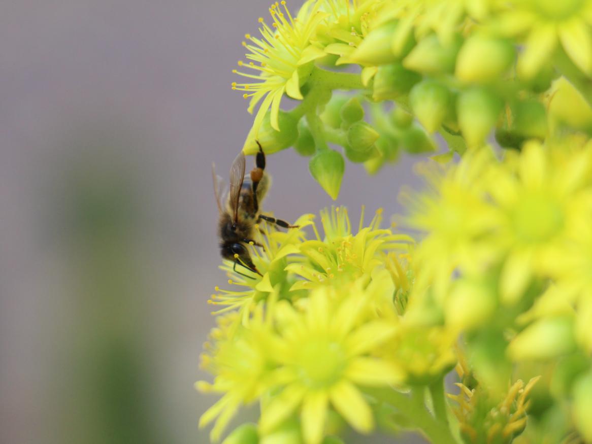 A bee stretches to the other side of a flower