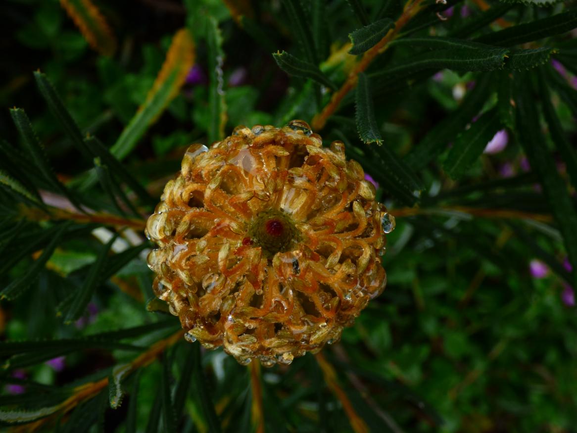 A golden flower