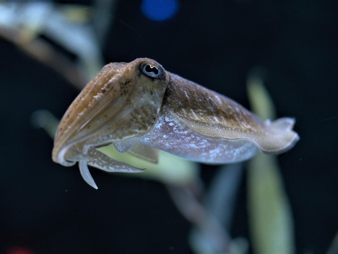 A cuttledish swiming