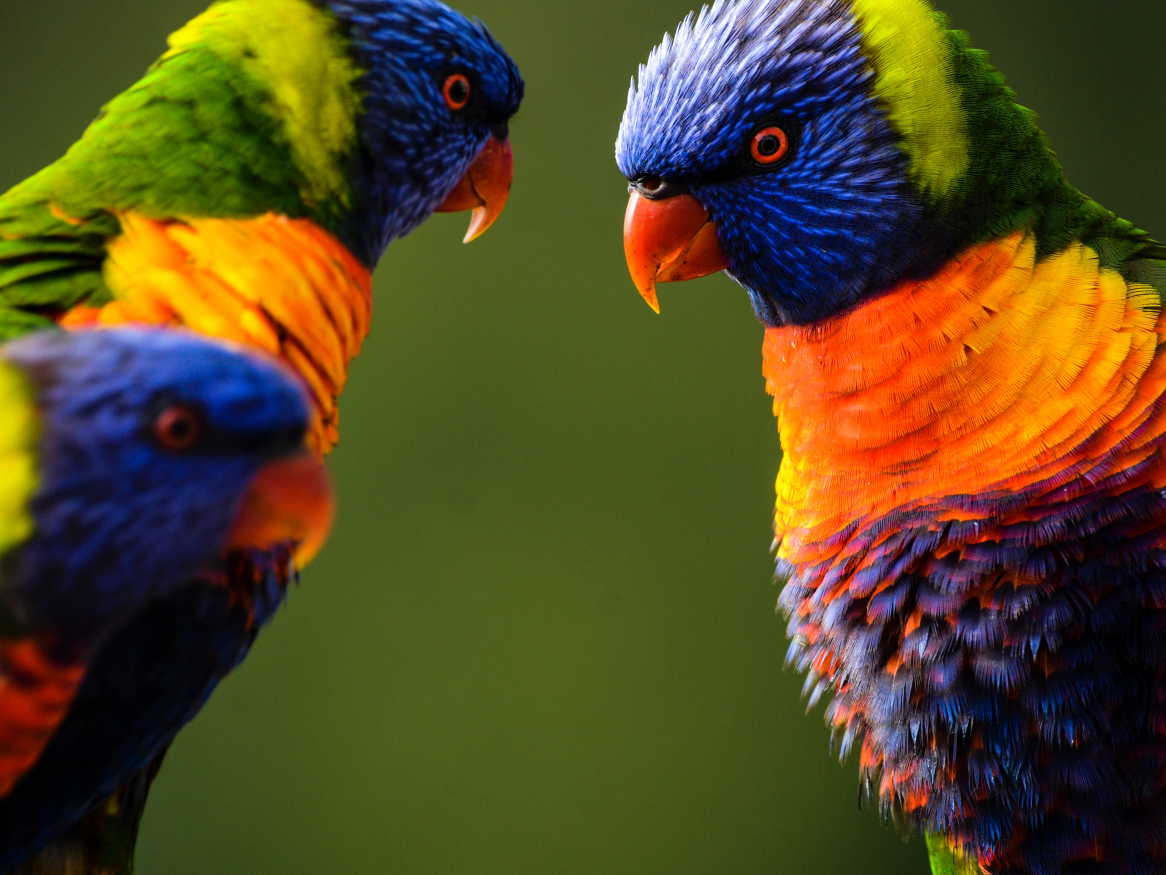 two parrots - image