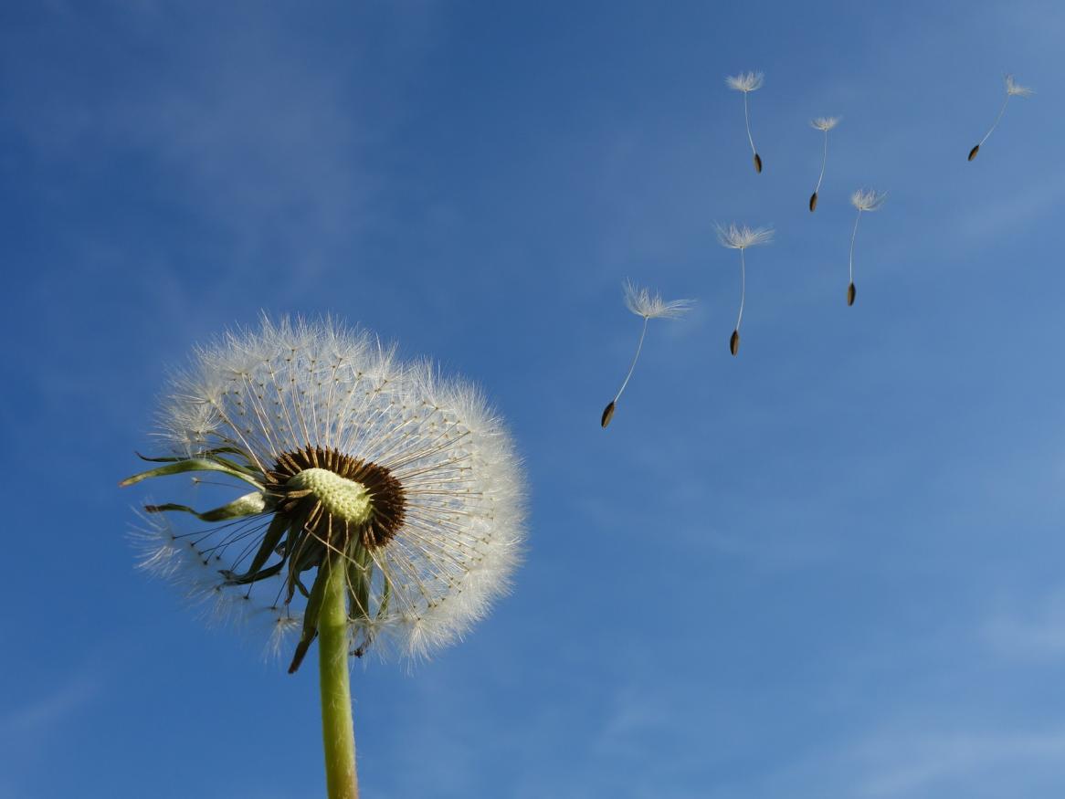 dandelion