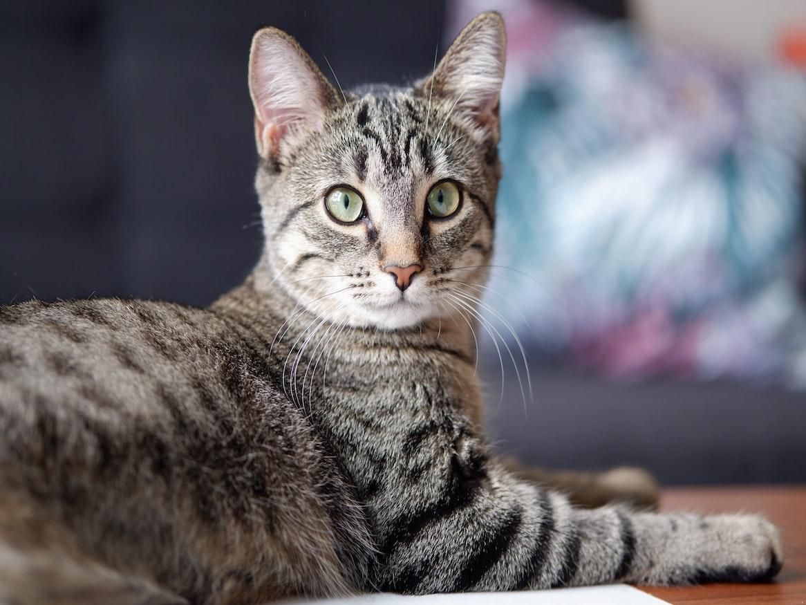 tabby cat sitting on table