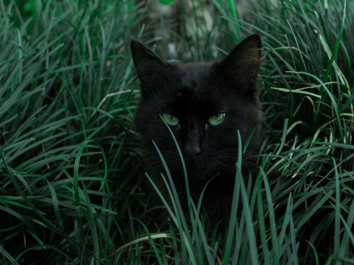 A black cat among the grass