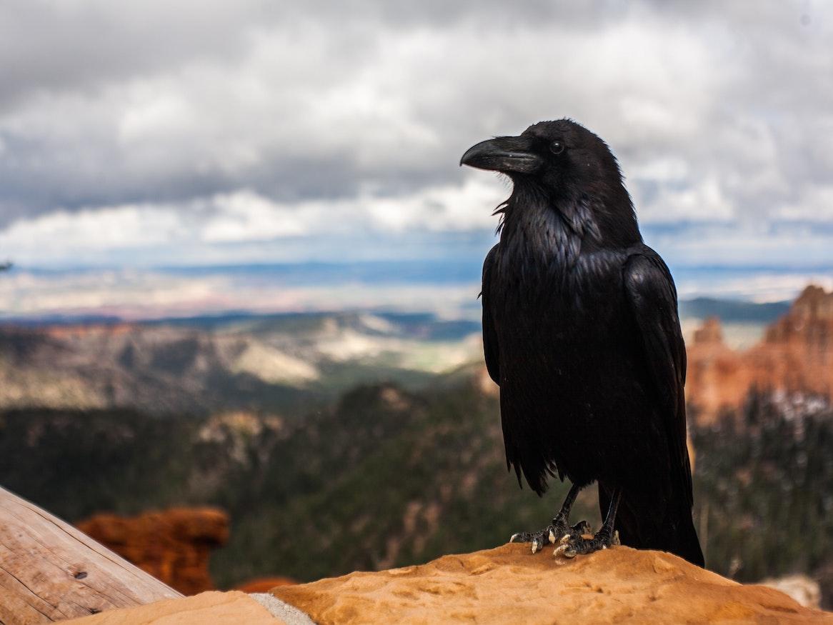 A crow perched on a rock.