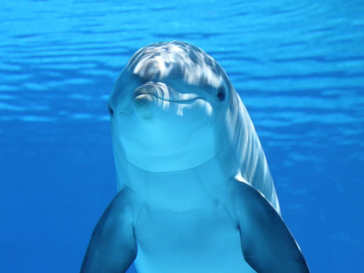 Dolphin looking like it is smiling underwater with deep blue sea behind it