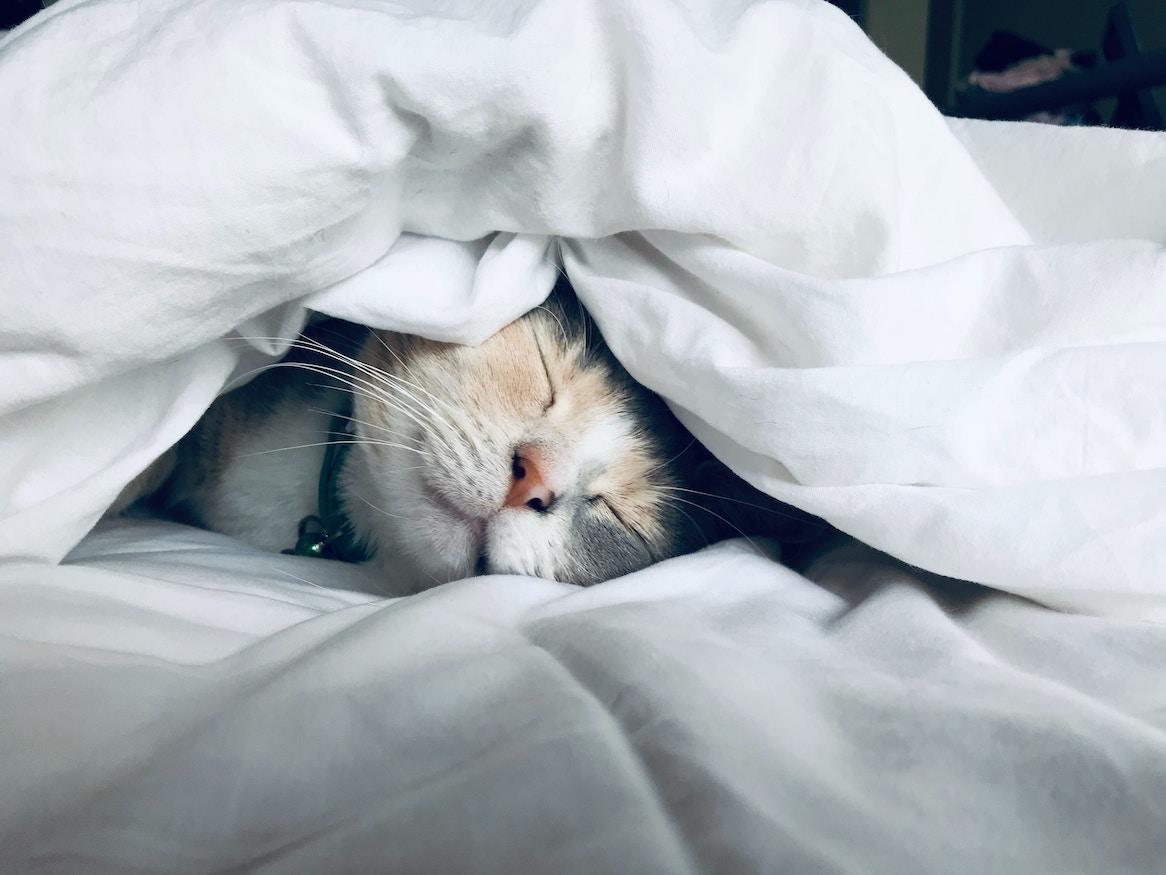 Cat sleeping under a blanket.