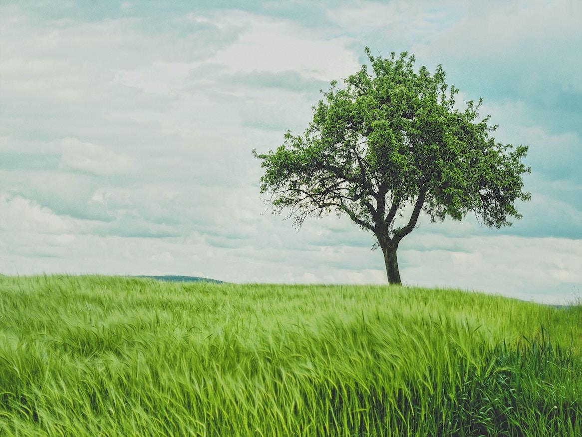 A tall tree in a field.