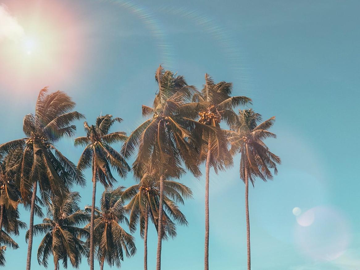 A collection of palm trees with a the sun and a blue sky in the background