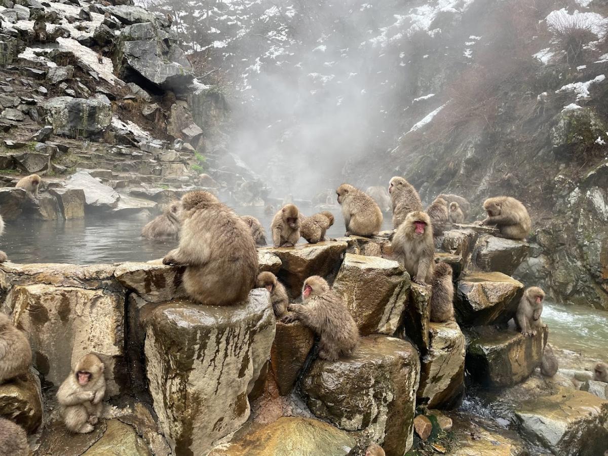 Photo of monkeys at Yamanochi Onsen in Nagano, taken by Piero (2023).