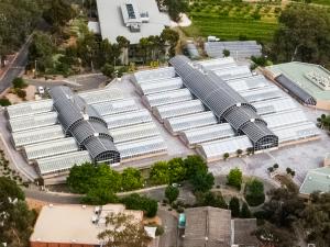 In collaboration with industry, plant-breeding programs in the School of Agriculture, Food and Wine have produced more than half of the commercially grown grain varieties in southern Australia.