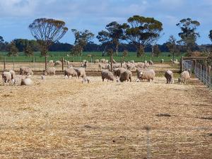 The Roseworthy campus farm is serviced by a Production Animal Health Centre, one of the largest veterinary operations in northern Adelaide.