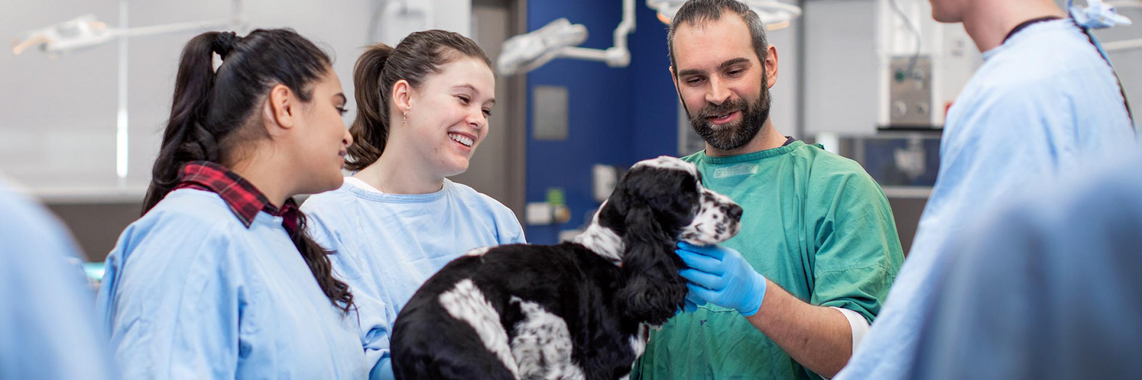 veterinary technology  806 - New ‘vet tech’ degree to target emerging skills gap