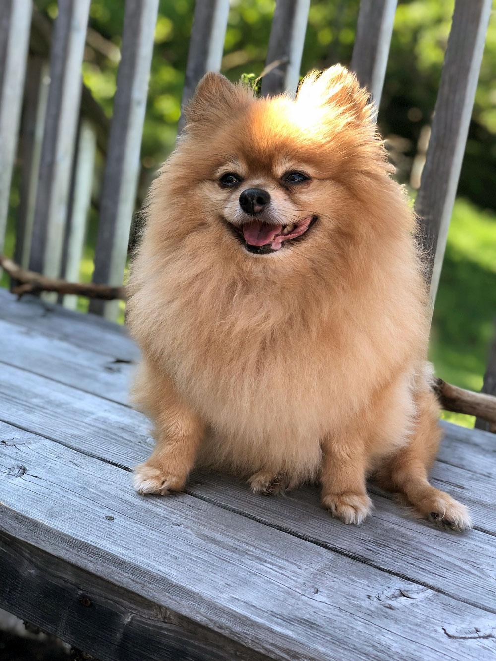 Pomeranian dog online outlet purchase