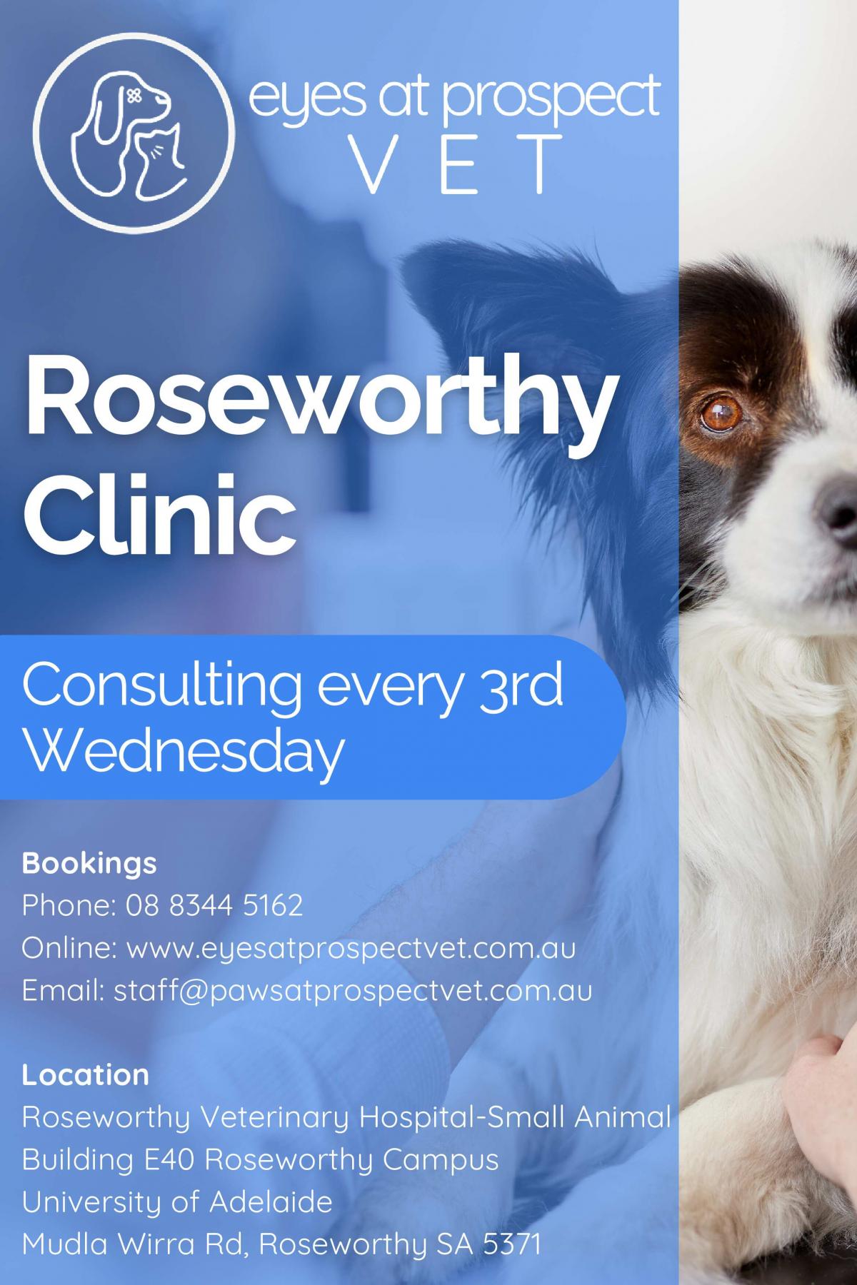 Eyes at Prospect - Roseworthy Vet