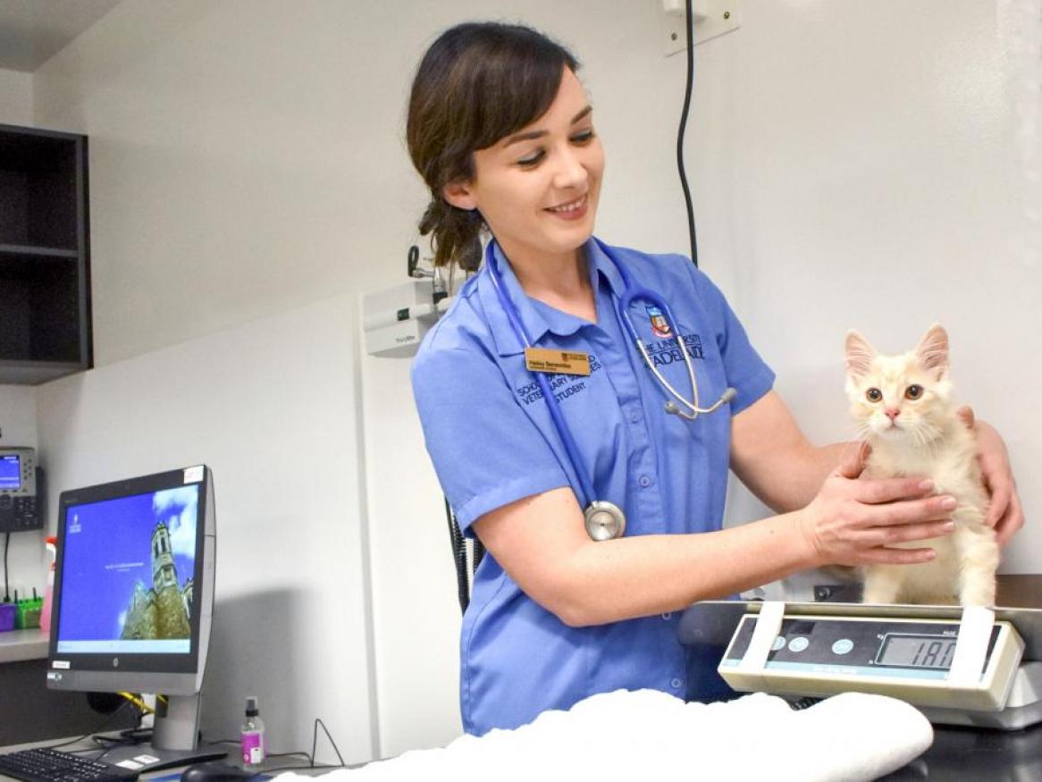 Cat being weighed