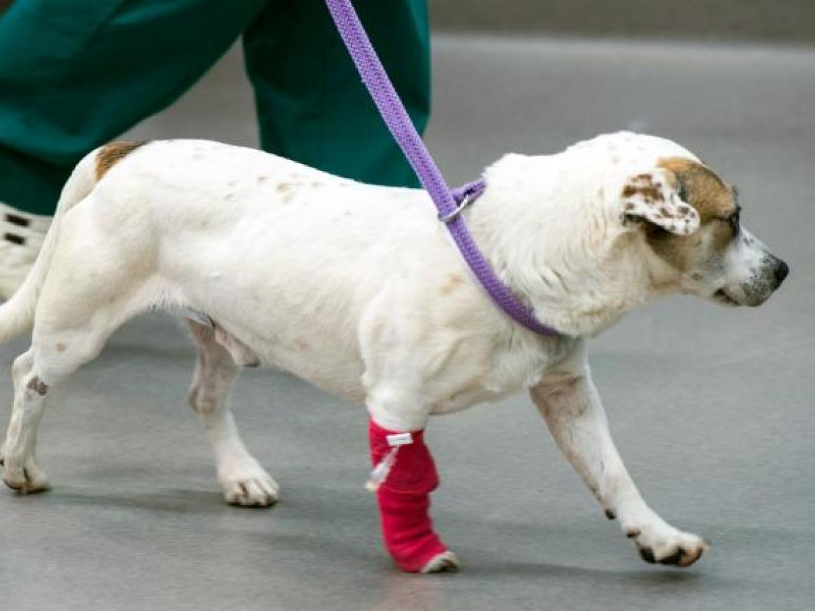 Injured dog