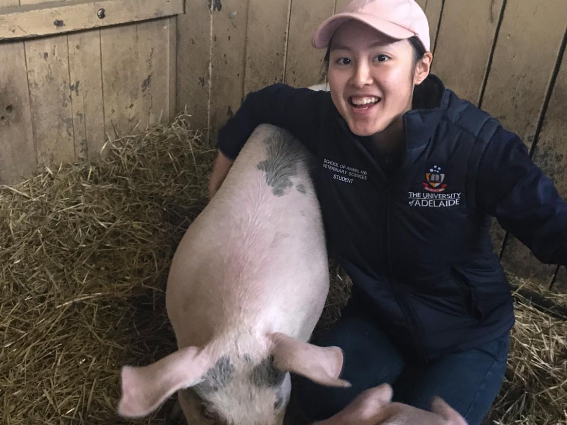 Molly Oshiro with a pig at the Royal Adelaide Show