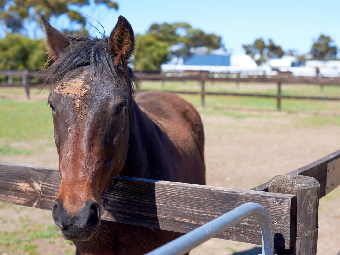 Horse, Roseworthy campus