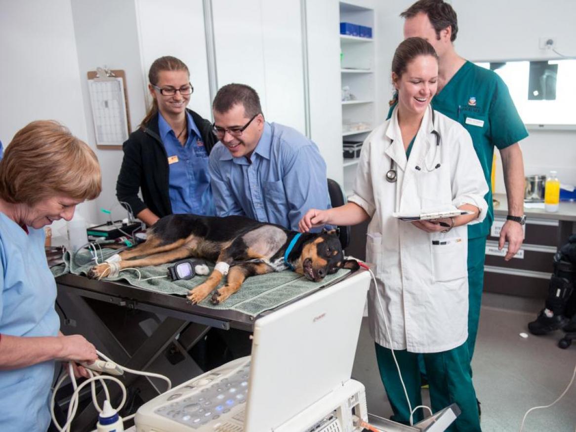 Careers | Veterinary Health Centres | University of Adelaide